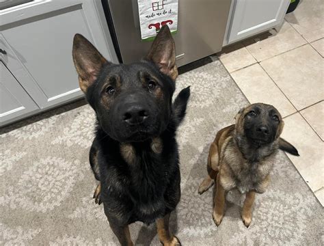 Belgian Malinois Military