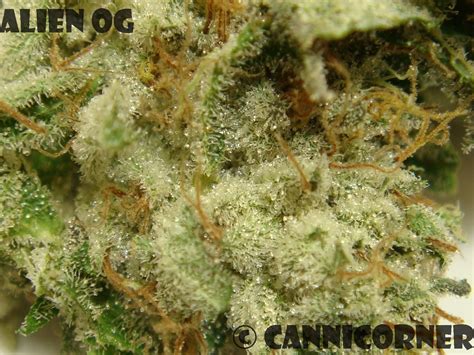 Image result for Alien OG Kush