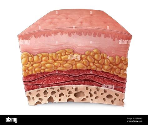 Layers Of The Hypodermis