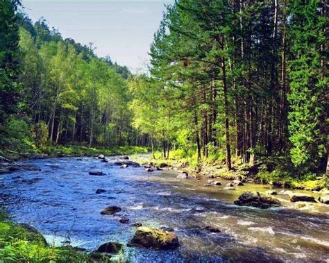 Тайга |Тайга: особенности, флора и фауна, климат