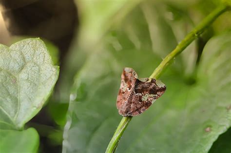 Image result for Moth Insect