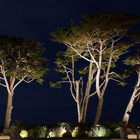 Landscape Tree Lighting 的图像结果