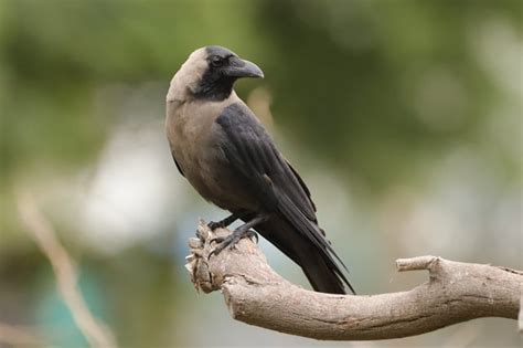 Kenya's War on Indian House Crows: Plan to Eliminate a Million Birds by ...