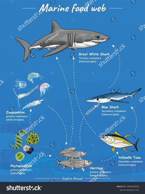 16+ Thousand Aquatic Food Web Royalty-Free Images, Stock Photos ...
