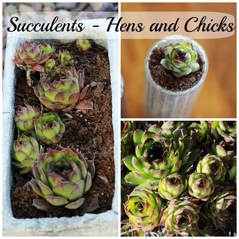 Bringing hens and chicks indoors | Hens and chicks, Succulents ...