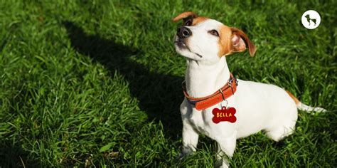 111+ Best Indian Dog Names for Your Beloved Pet