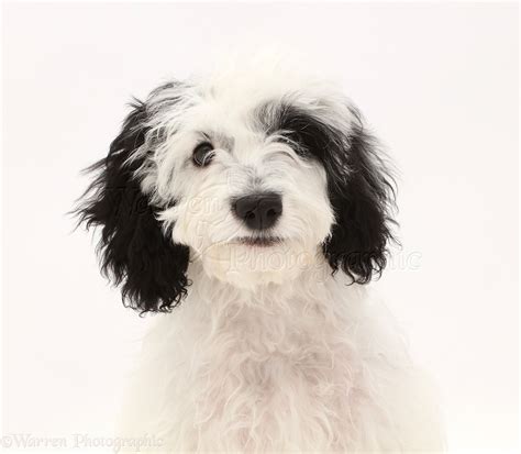 Image result for White Cockapoo Dog