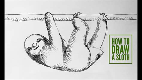 Image result for How to Draw a Three Toed Sloth