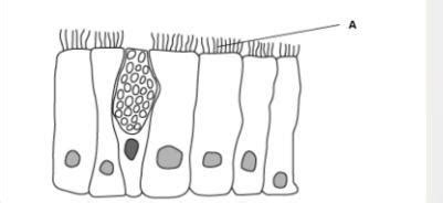 The image shows some cells found in the trachea. What are the functions ...