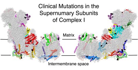 Analysis of Human Mutations in the Supernumerary Subunits of Complex I
