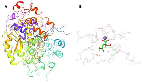 l-Malate (−2) Protonation State is Required for Efficient ...