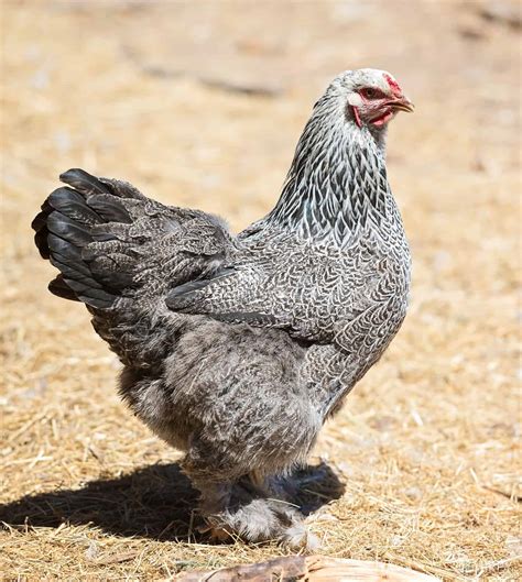 Brahma Chicken Varieties at Ryder Sidaway blog