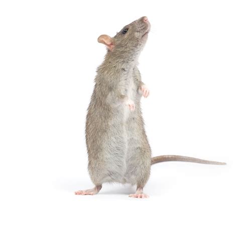 Best Rat Traps: DIY Techniques