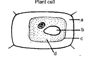 Study the diagram given alongside showing a plant cell kept in a strong ...