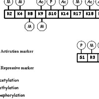 Image result for Modification of Histone Tails