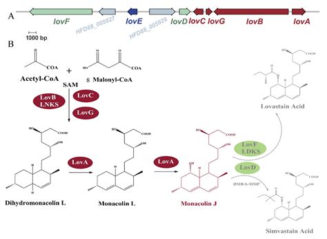 Heterologous Synthesis of Monacolin J by Reconstructing Its ...