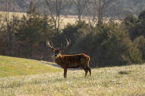 Home - Mountain Meadow Hunting Preserve