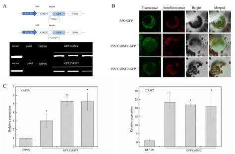 Nucleotide-Binding Leucine-Rich Repeat Genes CsRSF1 and CsRSF2 Are ...