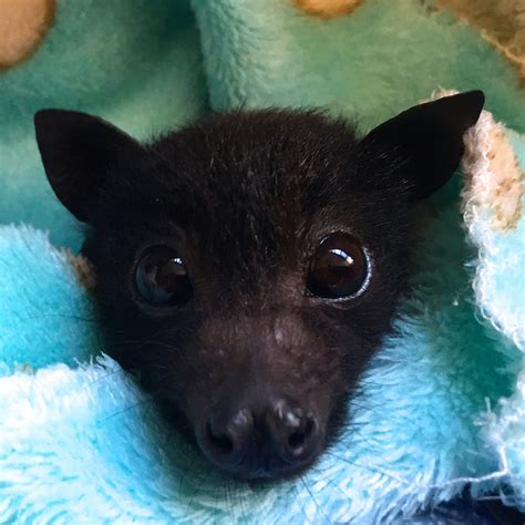 Cute Little Animals, Baby Animals, Anime Kitten, Baby Bats, Fruit Bat ...