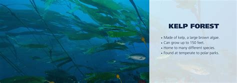 Kelp Forest Ecosystem