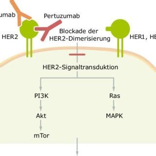 Bildergebnis für sacubitril wirkmechanismus