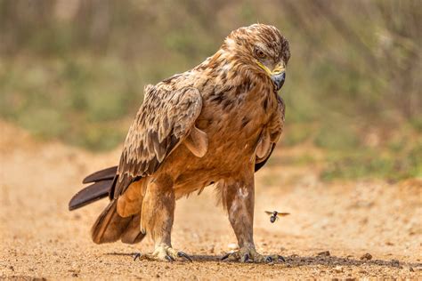 African eagles - Avian apex predators, part 1 - Africa Geographic