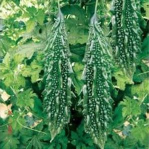 NS 453 Bitter Gourd Seeds - Namdhari | F1 Hybrid | Buy Online Now ...