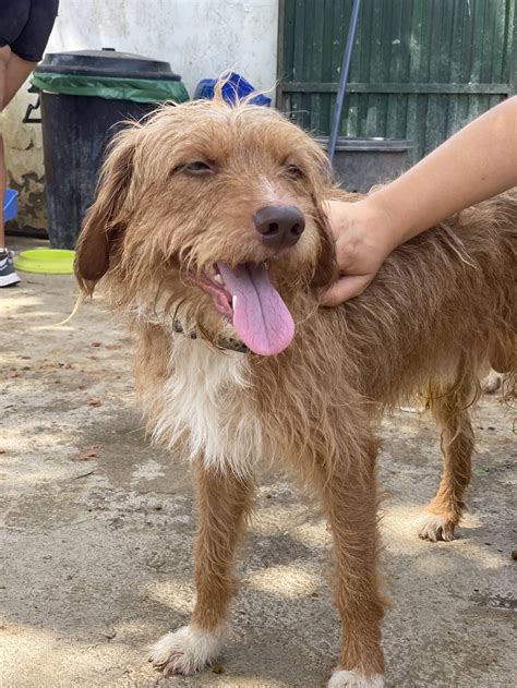 At What Age Is A Barak Hound Full Grown