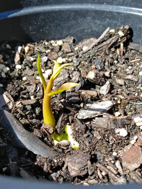 Image result for Mango Sprouting