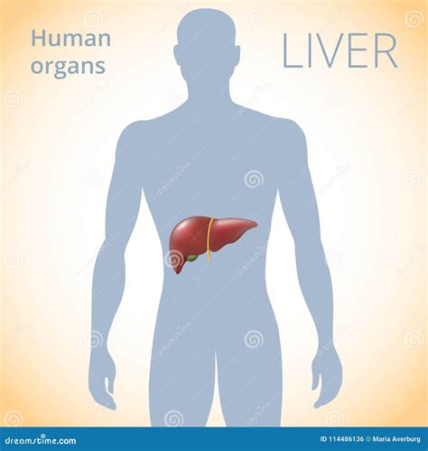 The Location of the Liver in the Body, the Human Digestive System Stock Vector - Illustration of ...