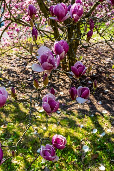 Magnolia Spring Collection 2022 的图像结果