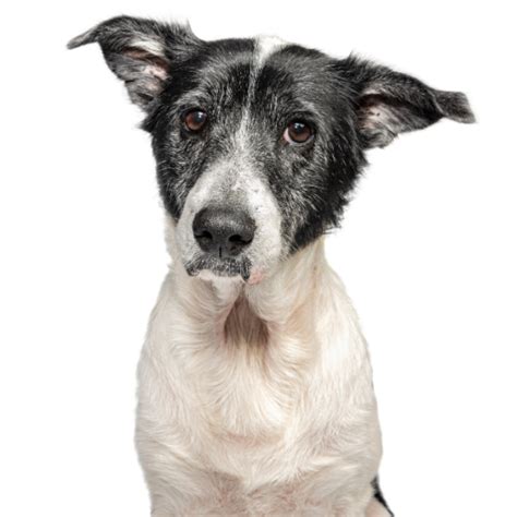 A Haven for Lost and Abandoned Pets - Sydney Dogs and Cats Home