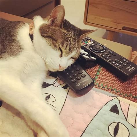 猫为什么爱趴键盘 - 每日头条