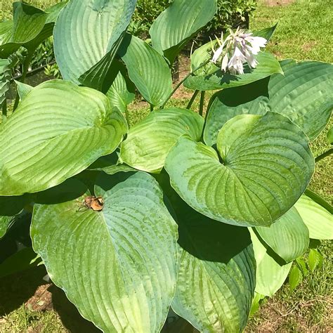 Hosta 'Empress Wu' – Fieldstone Gardens Inc