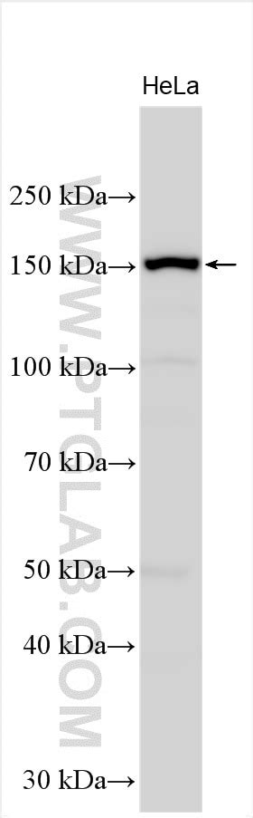 REV1 antibody (17703-1-AP) | Proteintech