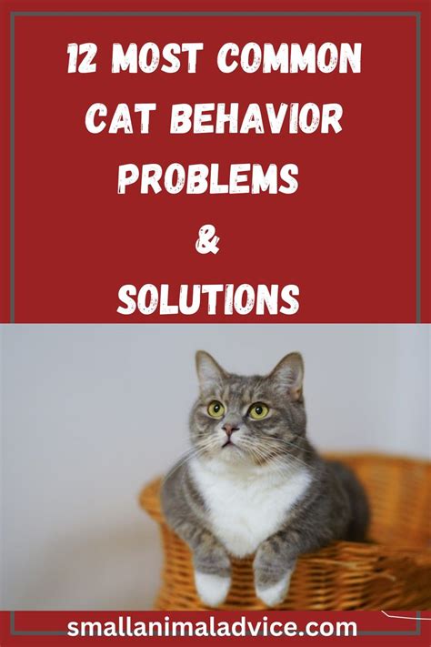 Image result for Cat Behavior Problems