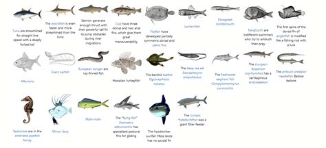 Ray-Finned Fish | Encyclopedia MDPI