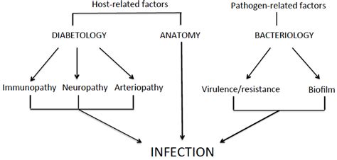 Staphylococcus aureus Toxins and Diabetic Foot Ulcers: Role in ...