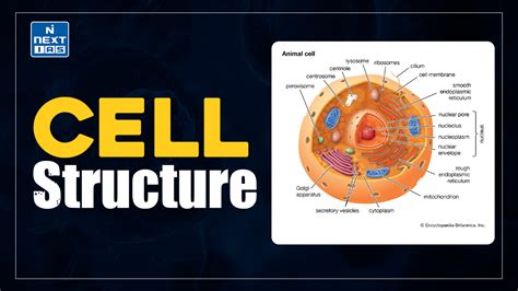 Image result for Crash Course Cell Structure