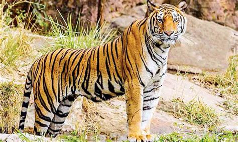 In a first, Tripura zoo welcomes three tiger cubs