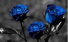 Home Screen Blue Roses Wallpaper by Blue Wallpaper Hd Wallpapersafari Home Screen Blue Roses Wallpaper