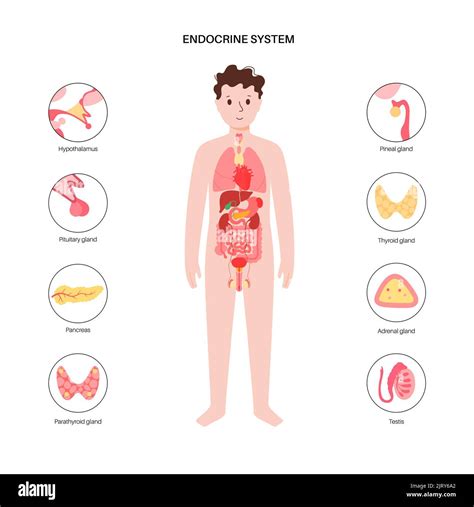 Image result for Endocrine System Drawing