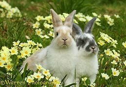 Image result for Rabbit in Field of Pink Flowers