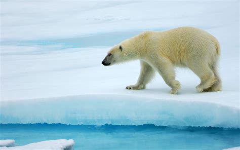 北极熊壁纸下载 - 精品桌面壁纸分享平台 - 搜狗壁纸