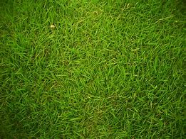Image result for Circular Ants Nest in Grass