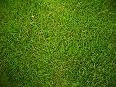 Image result for Grass
