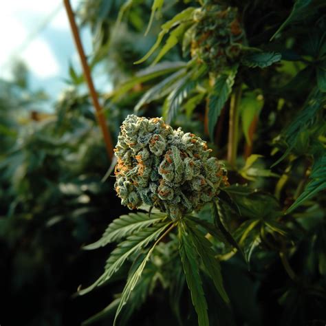 Death Star Strain Information & Effects