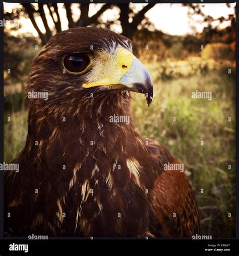 Portrait of a Harris Hawk (parabuteo unicinctus) bird, Mexico Stock Photo - Alamy