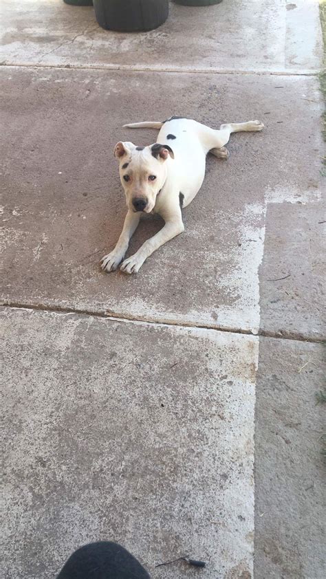 My 6 month female dogo argentino, some wear around 70-85lbs, passed few days she's been throwing ...