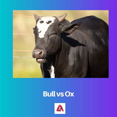 Bull vs Ox: Difference and Comparison